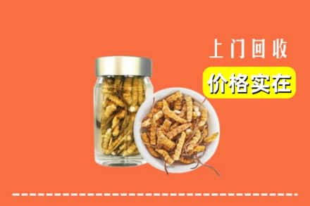温州市龙港回收散虫草