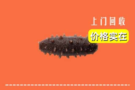 温州市龙港回收海参