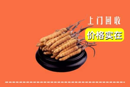 温州市龙港回收冬虫夏草